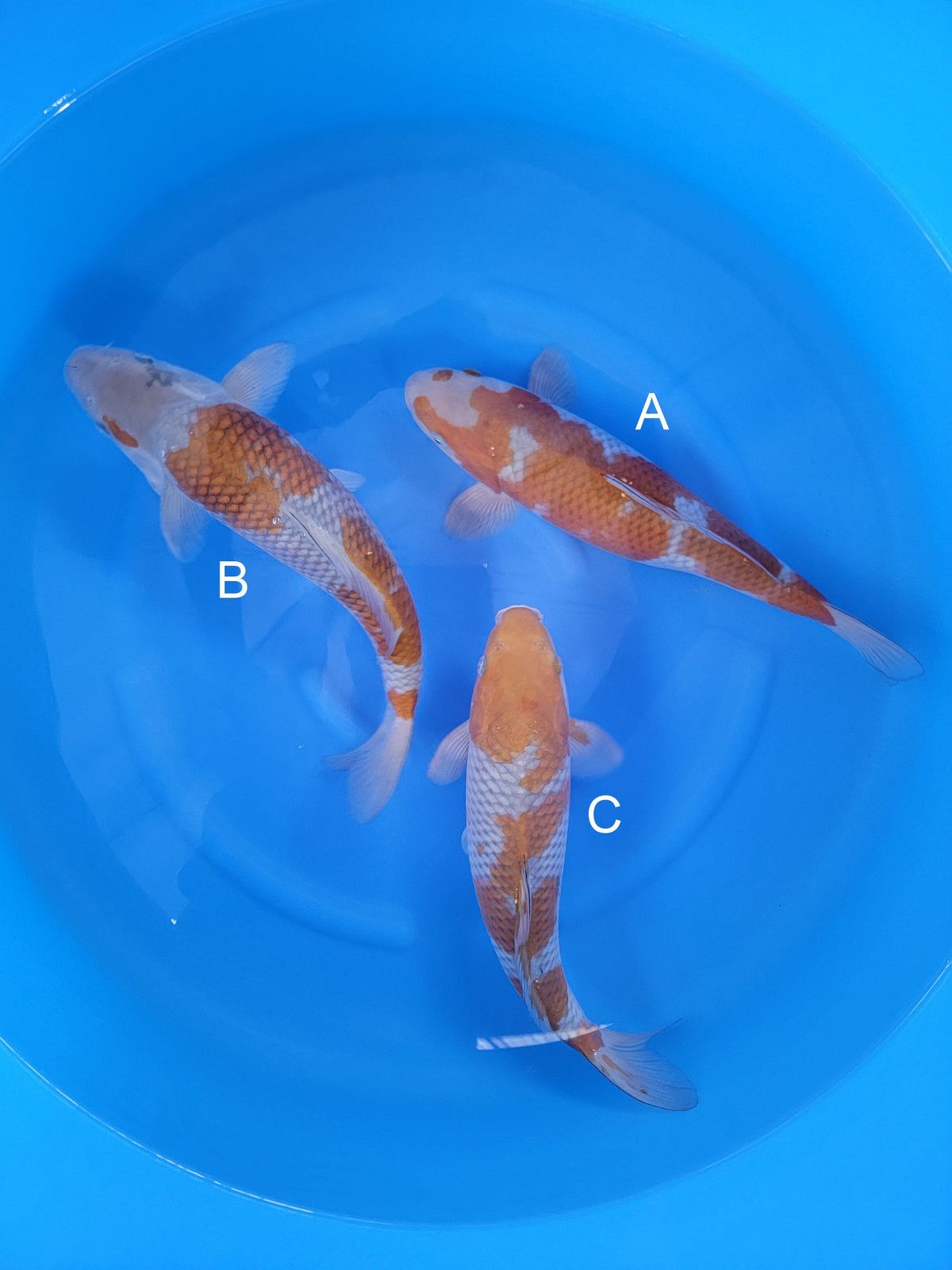 Kaneko Ochiba koi for sale — 38-38 cm at ChampKoi
