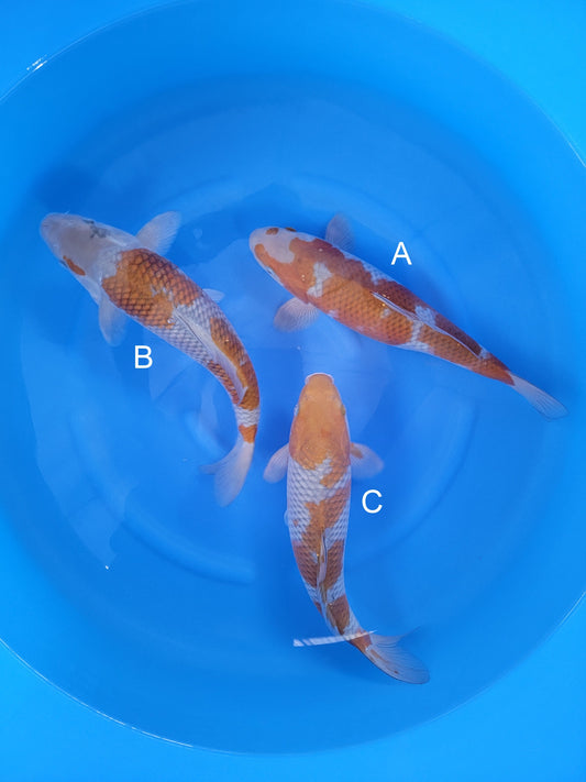 Kaneko Ochiba koi for sale — 38-38 cm at ChampKoi