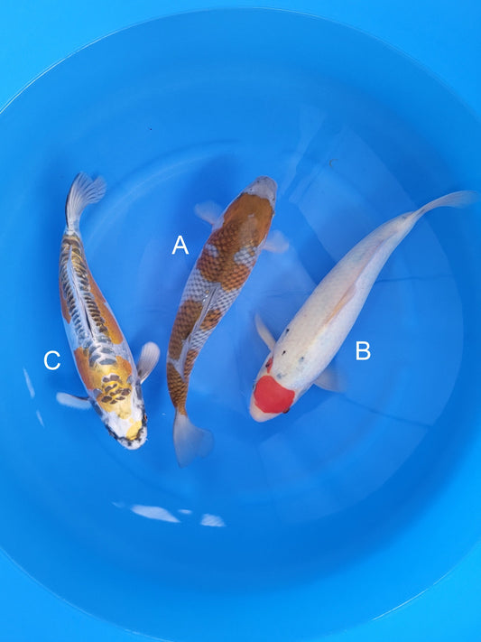 Kaneko Ochiba koi for sale at ChampKoi