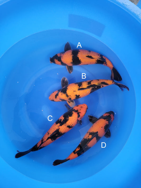 Shinoda Hi Utsuri koi for sale — 48-50 cm at ChampKoi