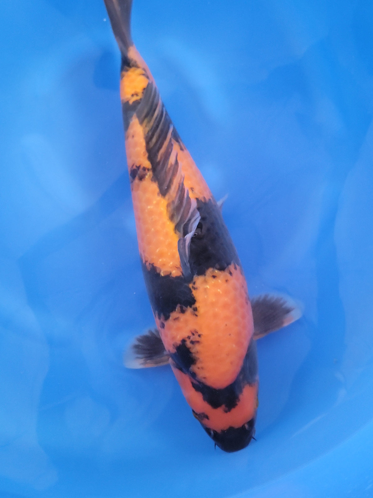 Kaneko Hi Utsuri koi for sale — 50 cm at ChampKoi