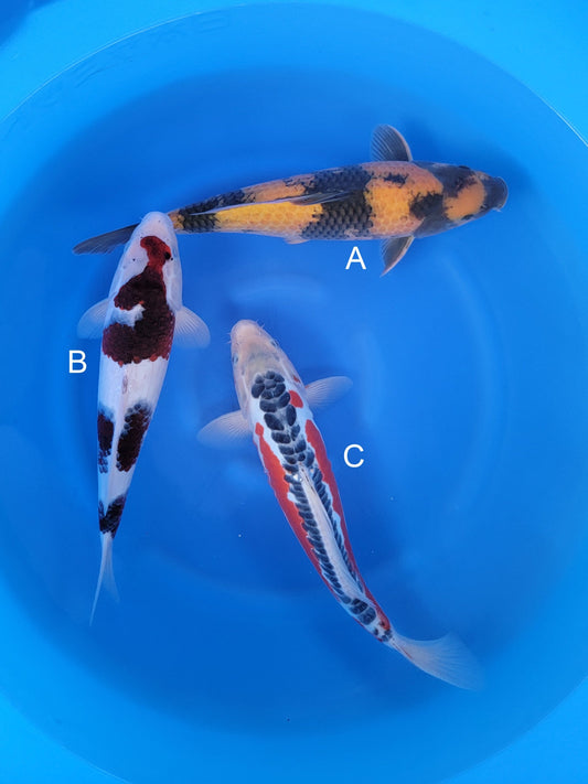 Otsuka Ki Utsuri koi for sale at ChampKoi