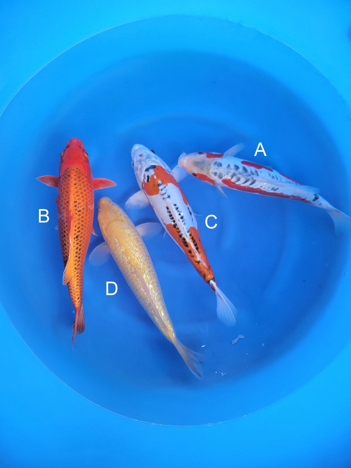 Otsuka Shusui koi for sale — 42-45 cm at ChampKoi