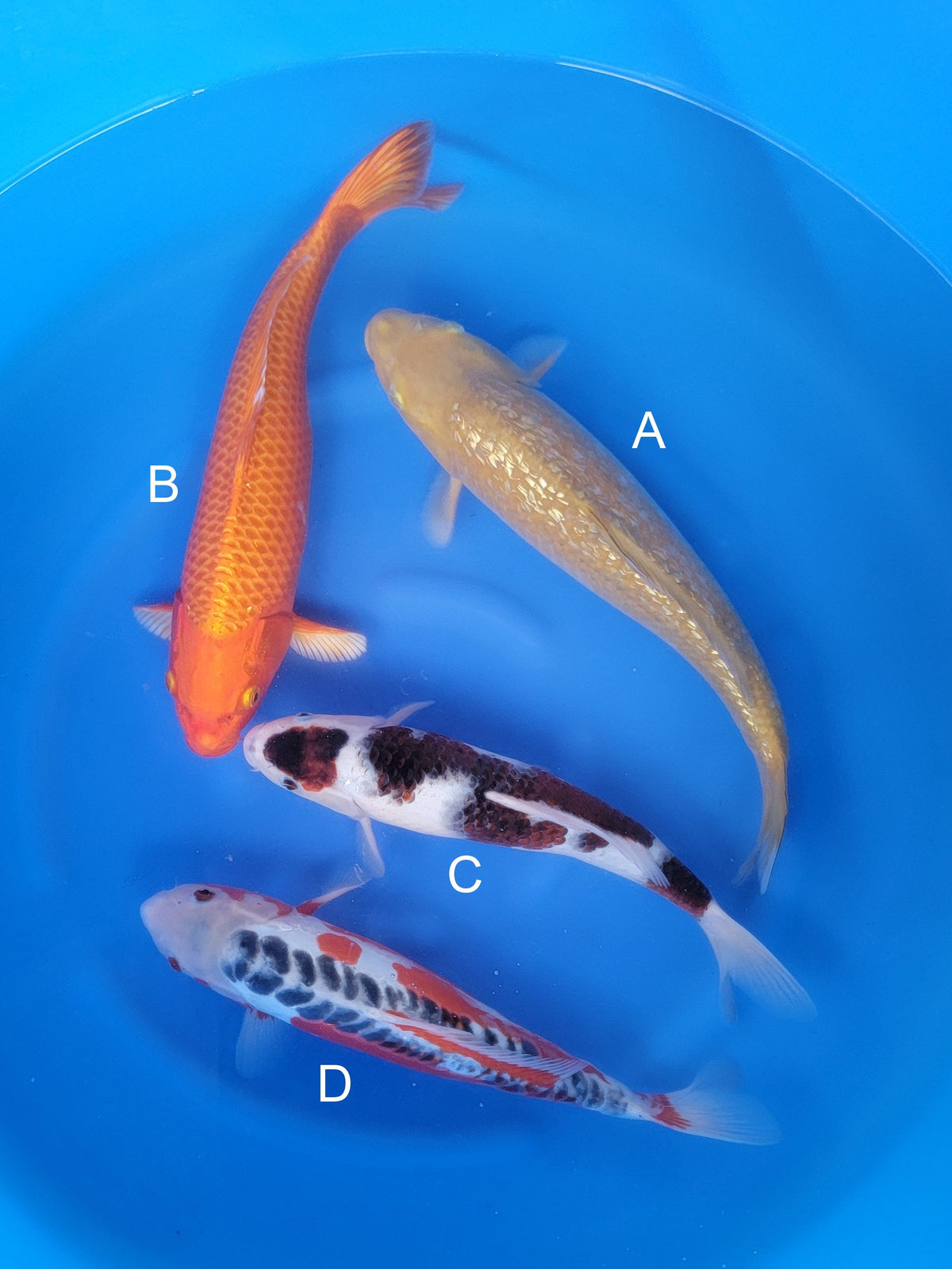 Otsuka Ginrin Karashigoi koi for sale — 40-43 cm at ChampKoi