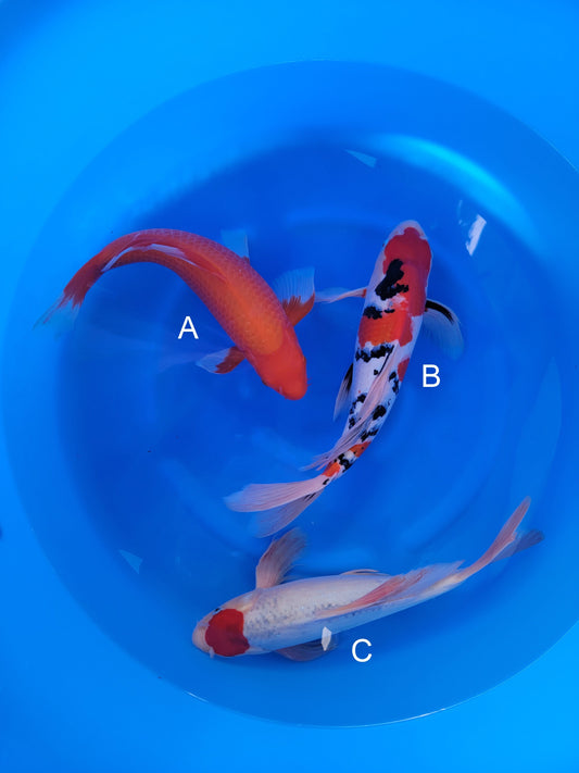 Suda Butterfly Benigoi koi for sale at ChampKoi
