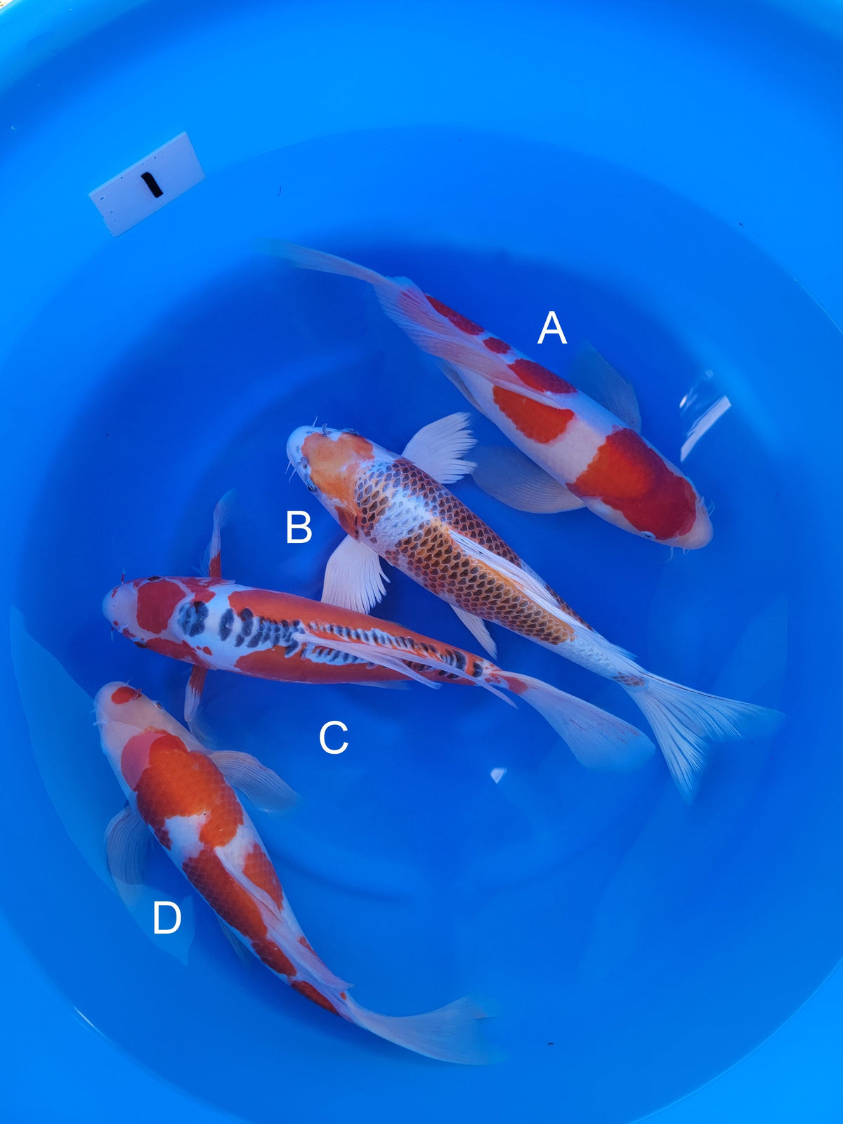 Suda Kohaku koi for sale at ChampKoi