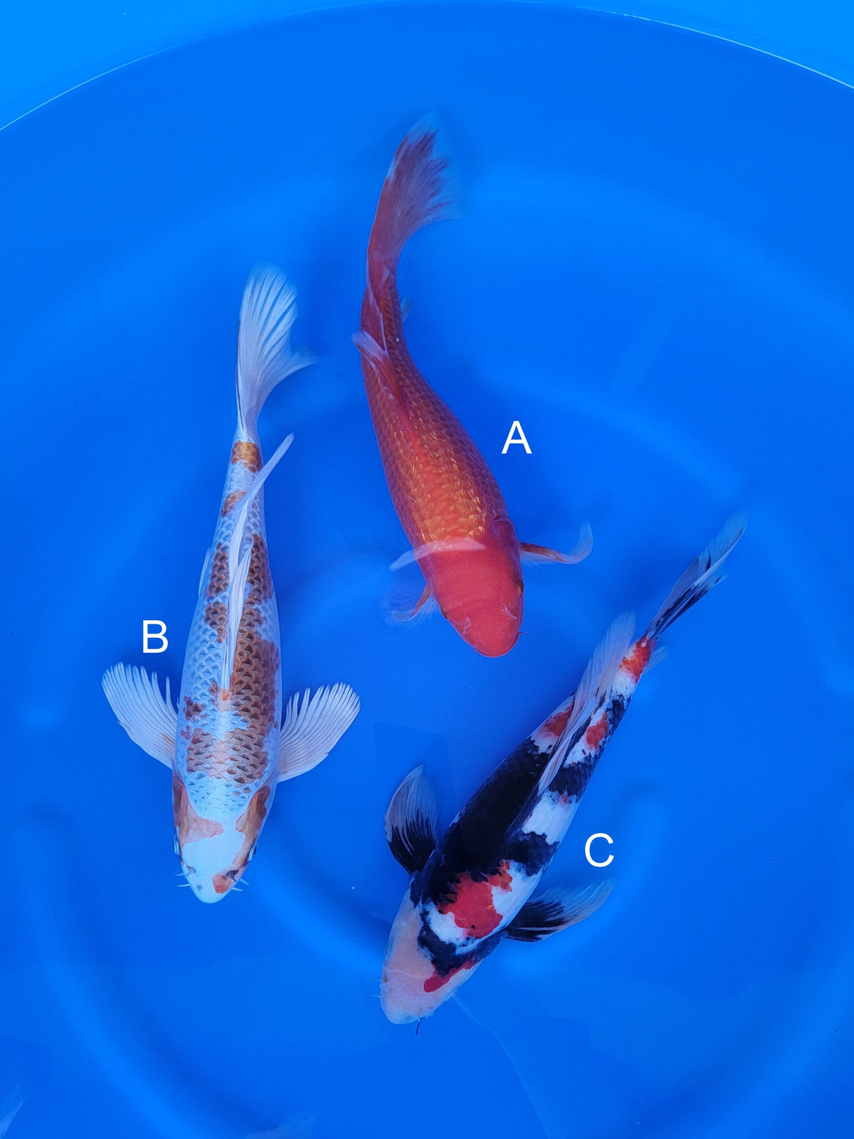 Suda Butterfly Ginrin Benigoi koi for sale at ChampKoi