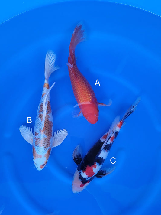 Suda Butterfly Ginrin Benigoi koi for sale at ChampKoi
