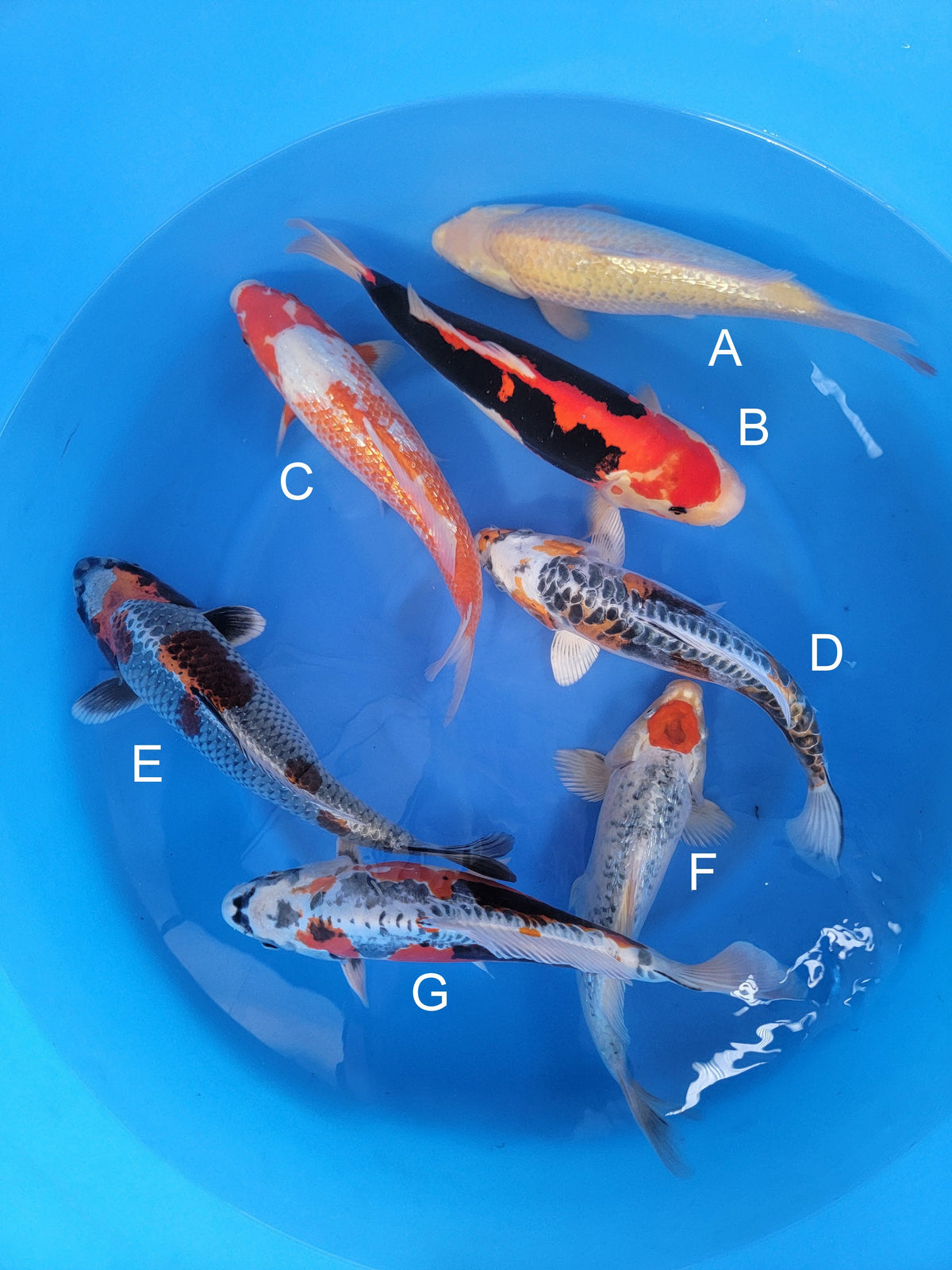 Ozumi Ikarashi Ginrin Karashigoi koi for sale at ChampKoi