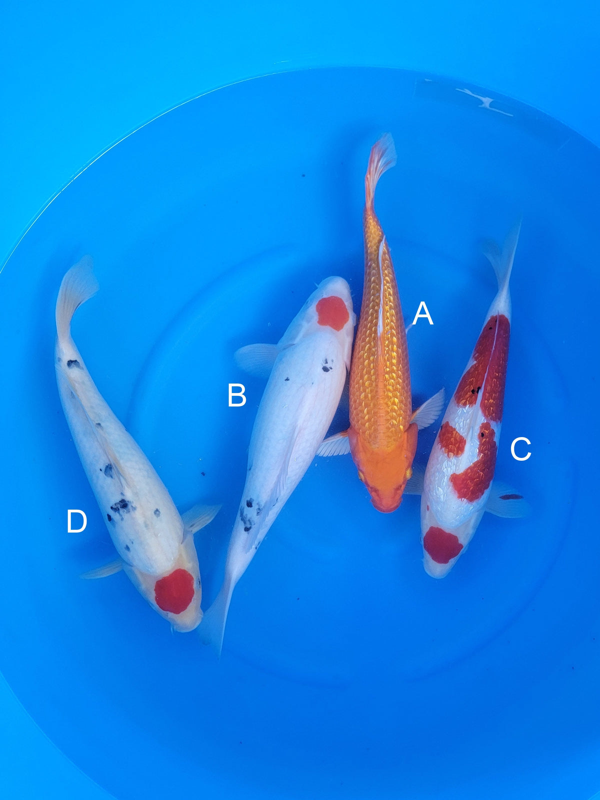 Sakazume Ginrin Orenji Ogon koi for sale — 38-43 cm at ChampKoi