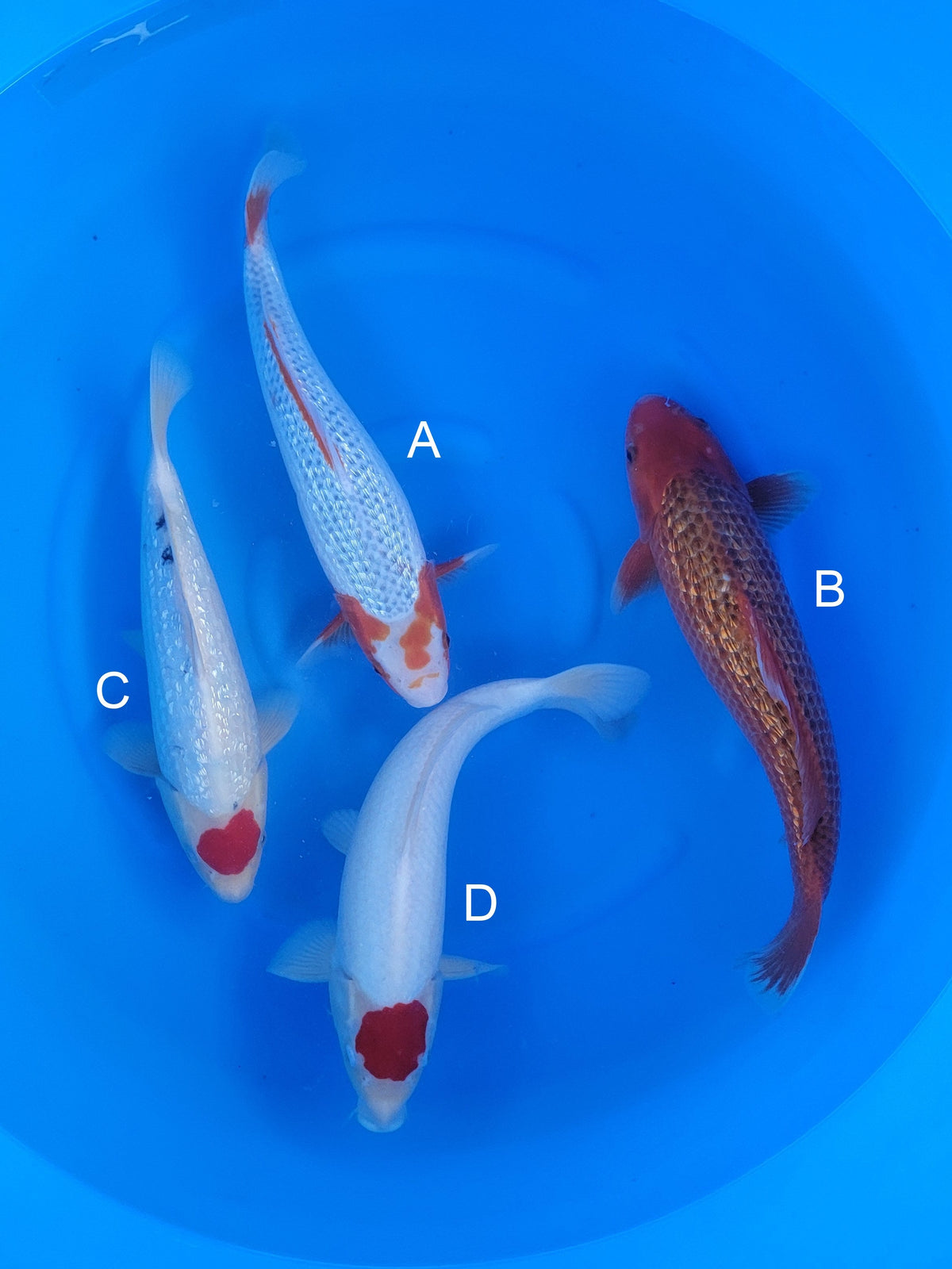 Sakazume Ginrin Asagi koi for sale — 38-43 cm at ChampKoi