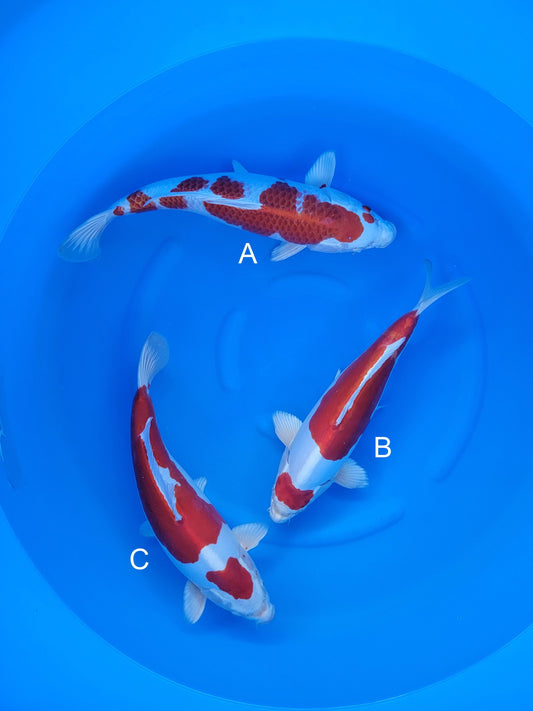 Sakazume Hariwake koi for sale at ChampKoi