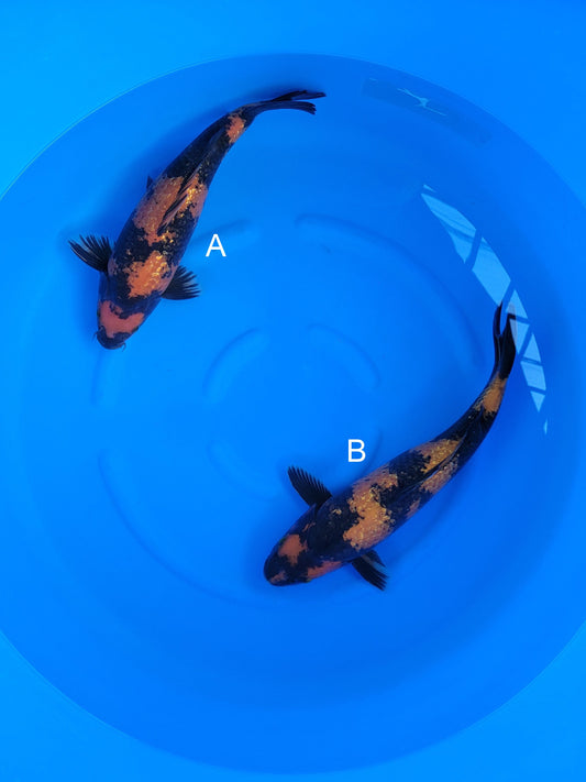 Sakazume Ginrin Hi Utsuri koi for sale at ChampKoi