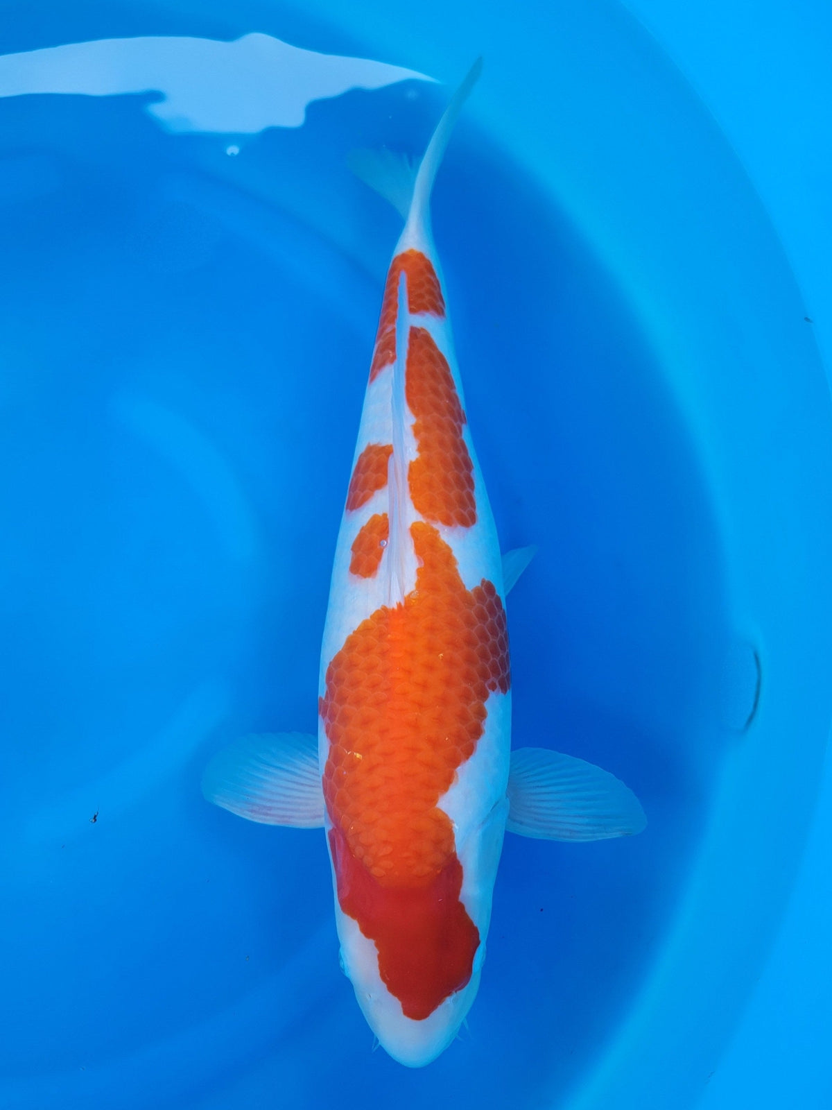 Hoshikin Kohaku koi for sale — 59 cm at ChampKoi