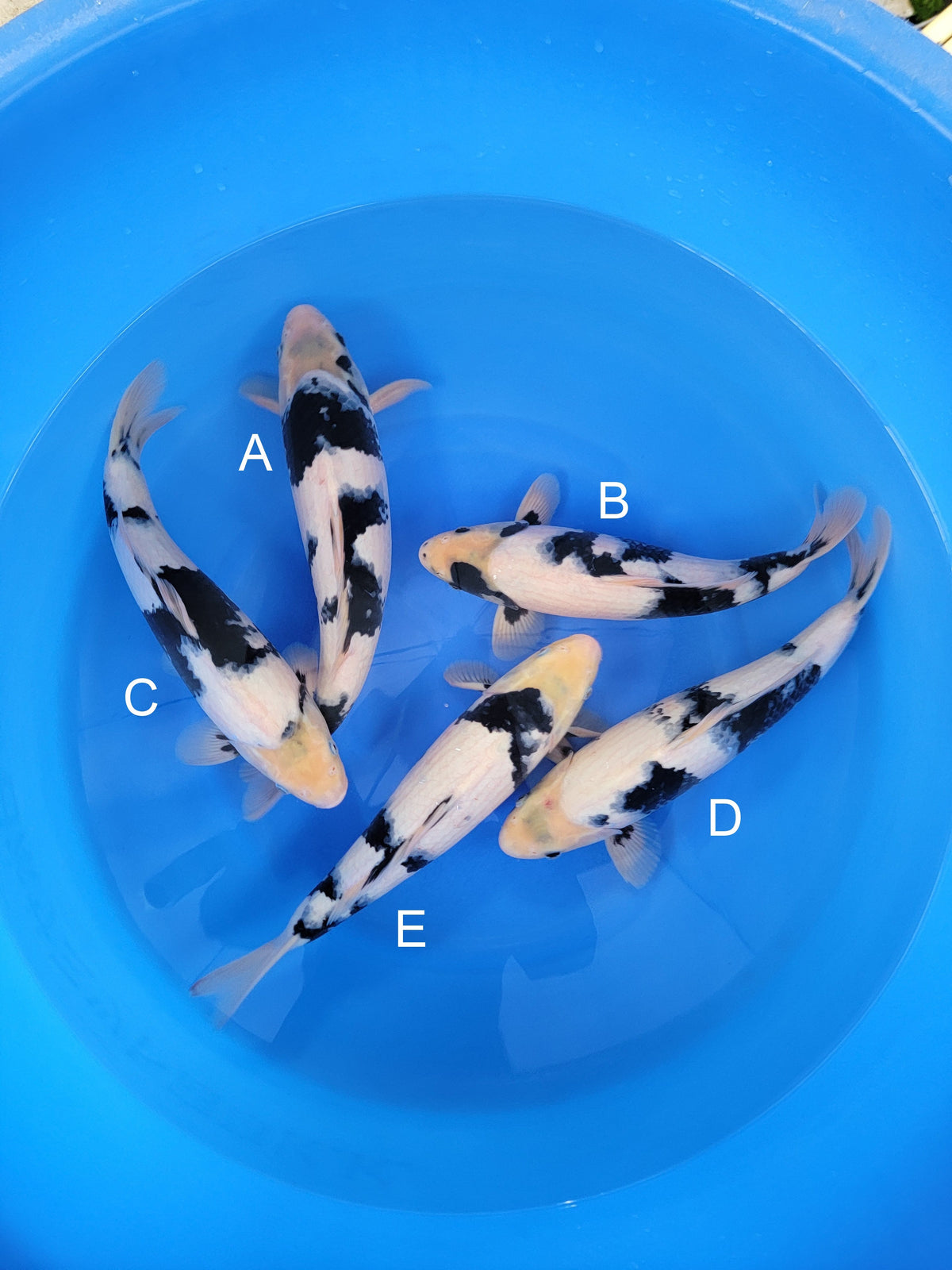 Kaneko Shiro Utsuri koi for sale — 40-44 cm at ChampKoi
