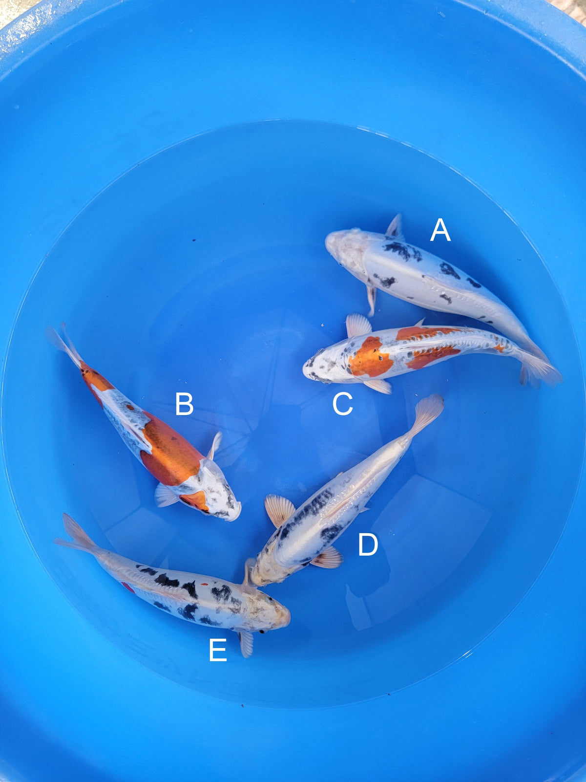 Kaneko Kikokuryu koi for sale — 38-40 cm at ChampKoi
