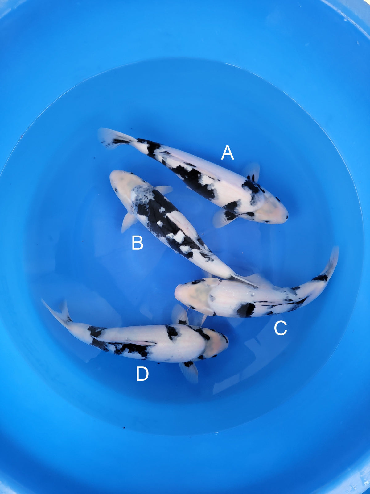 Kaneko Shiro Utsuri koi for sale at ChampKoi