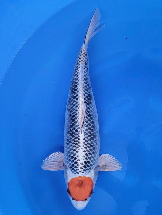 Kaneko Tancho Kujaku koi for sale — 51 cm at ChampKoi
