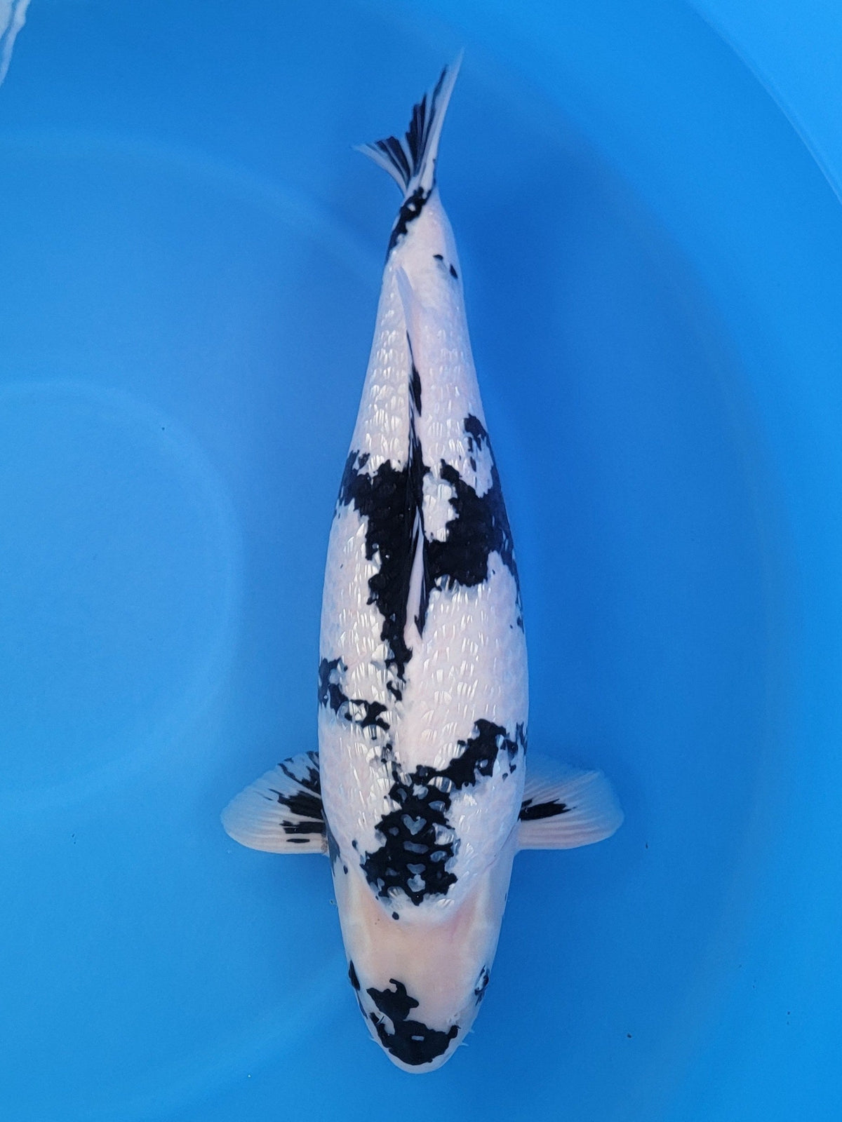 Marusei Ginrin Shiro Utsuri koi for sale — 69 cm at ChampKoi