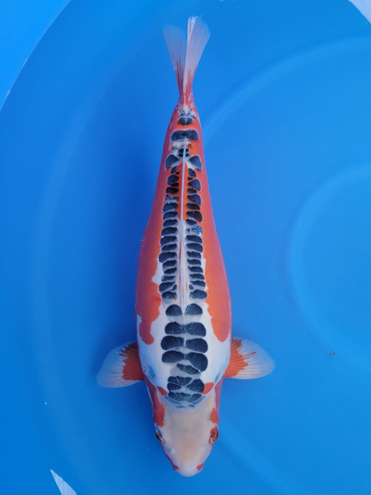 Marusei Shusui koi for sale — 64 cm at ChampKoi