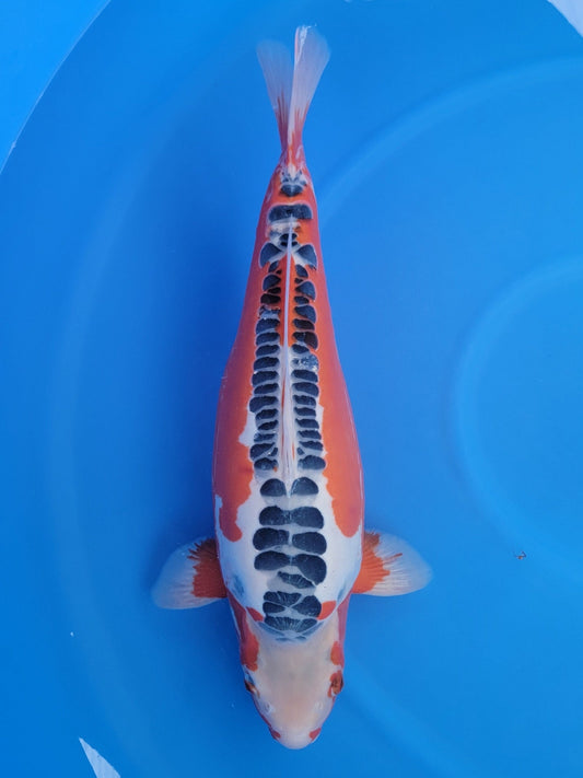Marusei Shusui koi for sale — 64 cm at ChampKoi