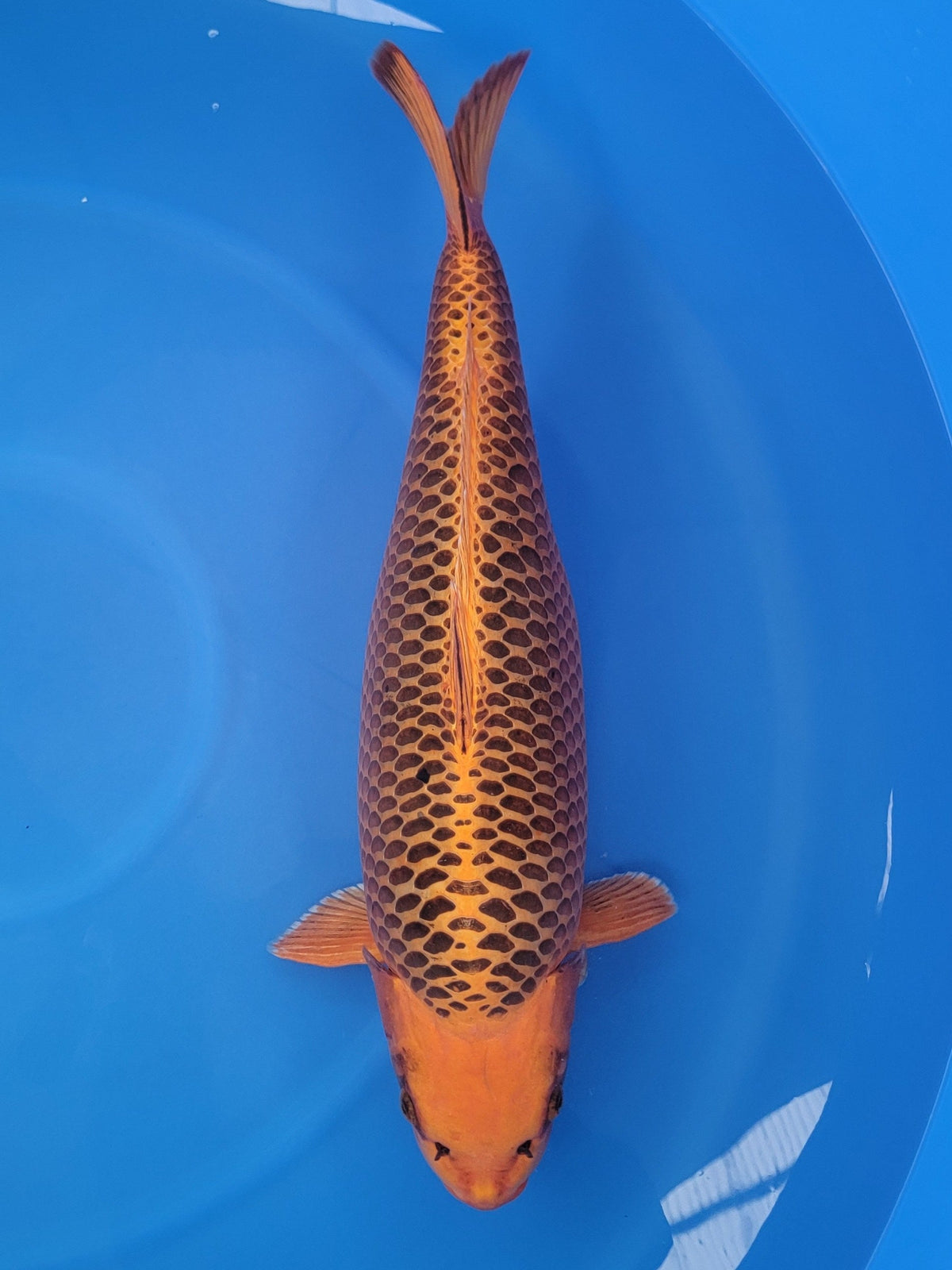 Marusei Kin Matsuba koi for sale — 72 cm at ChampKoi