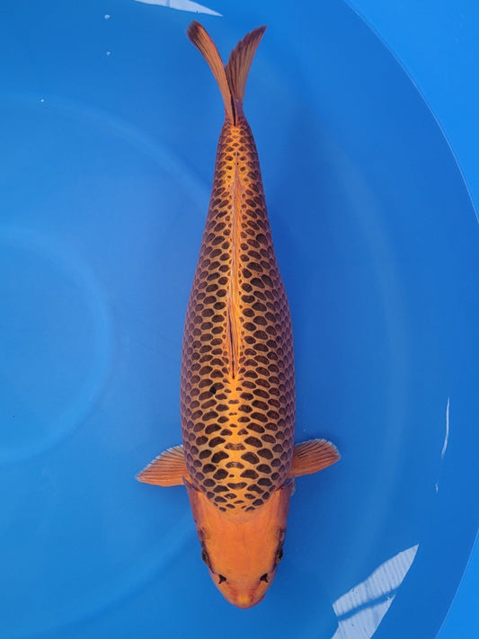 Marusei Kin Matsuba koi for sale — 72 cm at ChampKoi