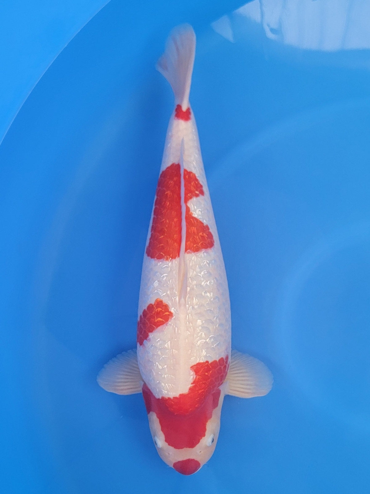 Marusei Ginrin Kohaku koi for sale — 65 cm at ChampKoi