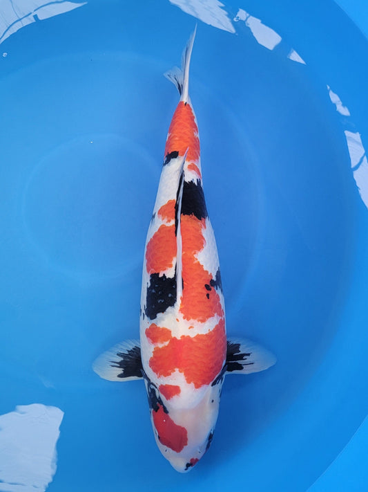 Marusei Showa koi for sale — 84 cm at ChampKoi