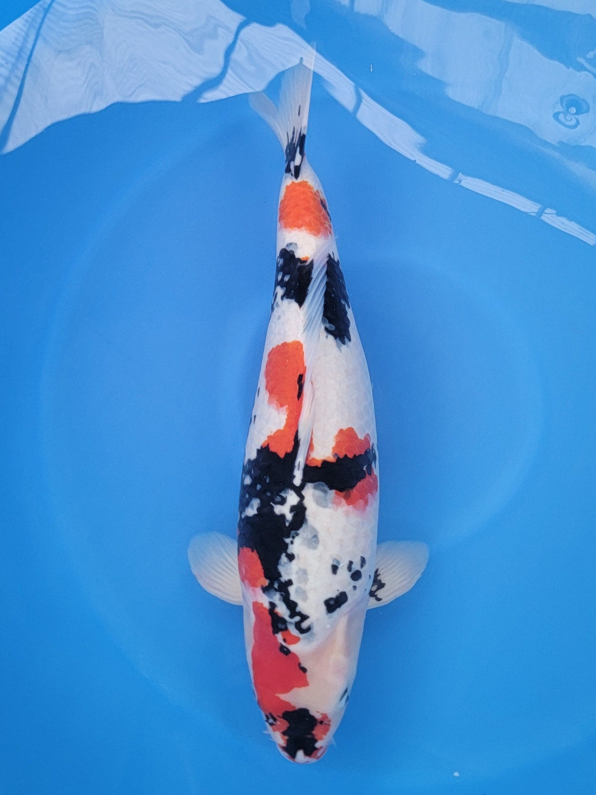 Marusei Showa koi for sale — 67 cm at ChampKoi