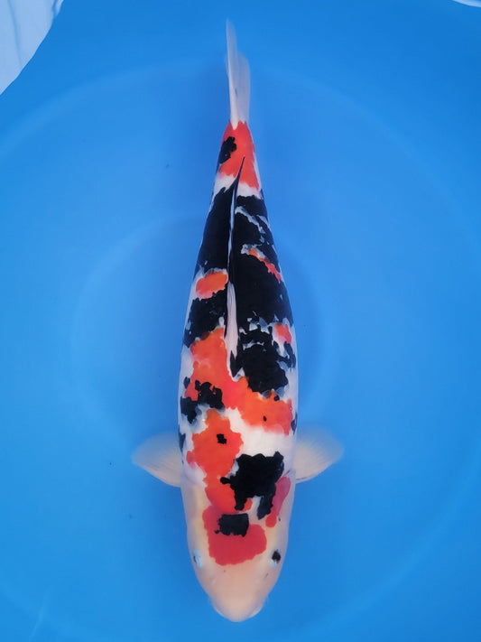 Marusei Sanke koi for sale — 66 cm at ChampKoi