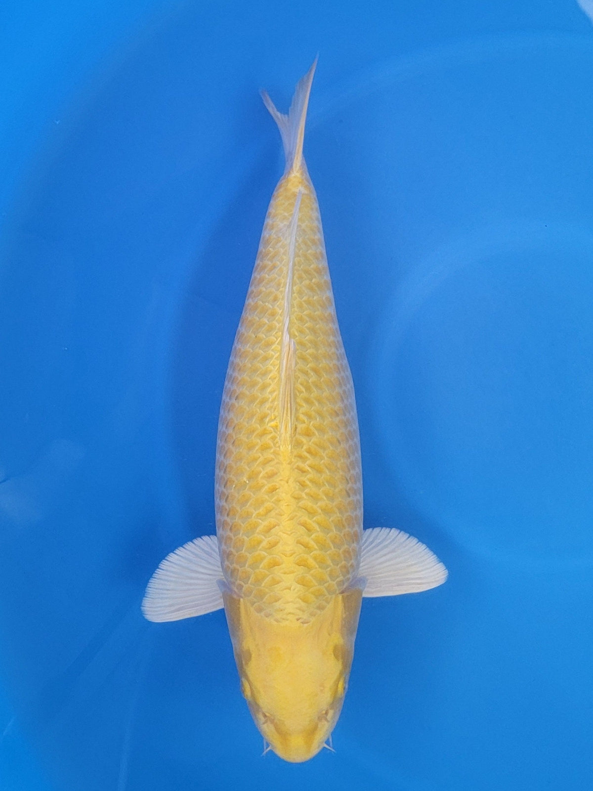 Marusei Yamabuki Ogon koi for sale — 60 cm at ChampKoi