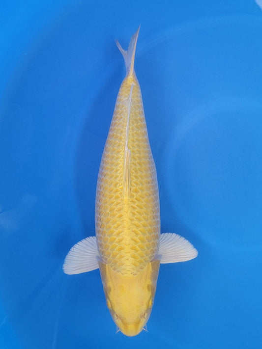 Marusei Yamabuki Ogon koi for sale — 60 cm at ChampKoi