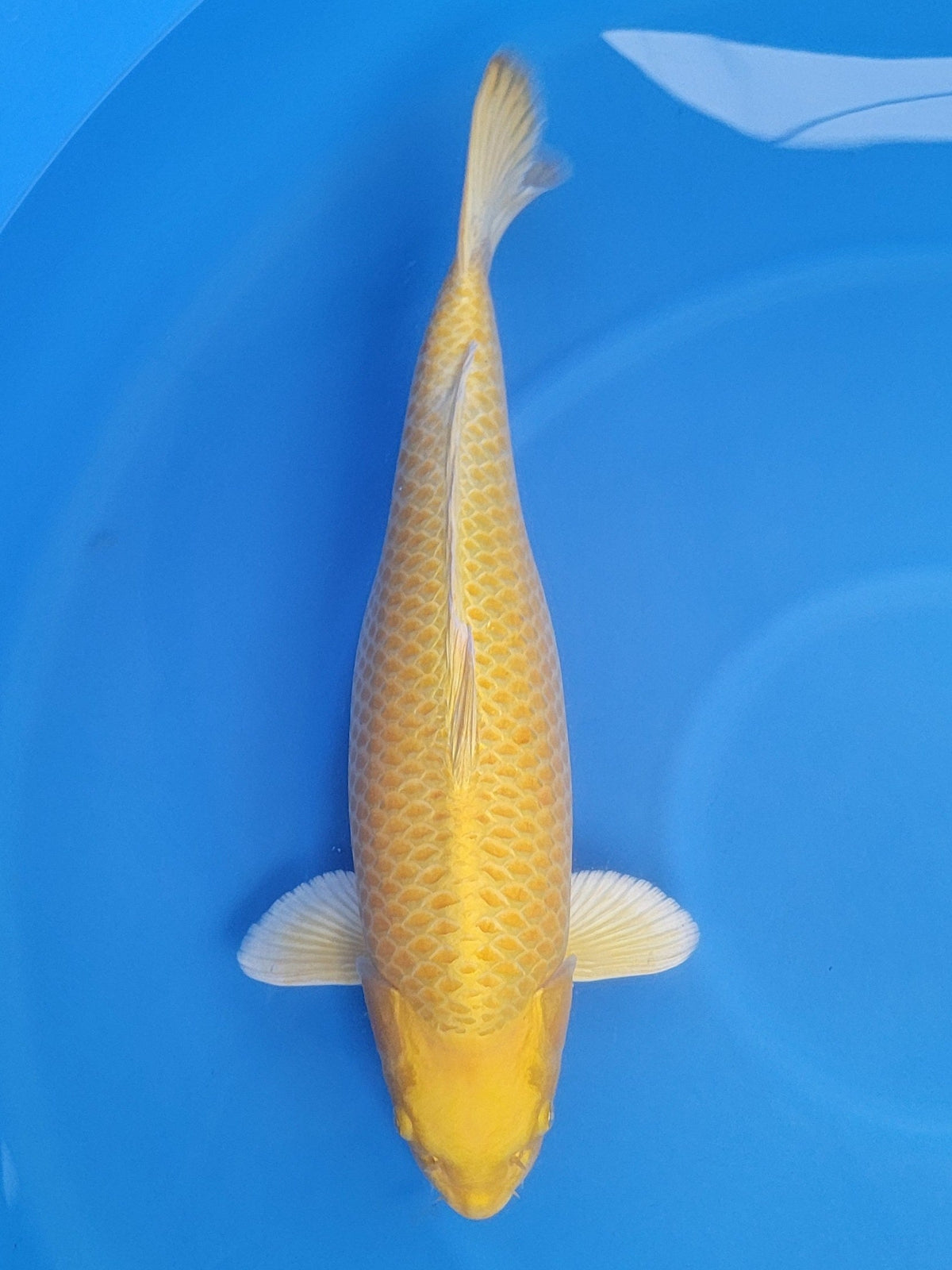 Marusei Yamabuki Ogon koi for sale — 63 cm at ChampKoi