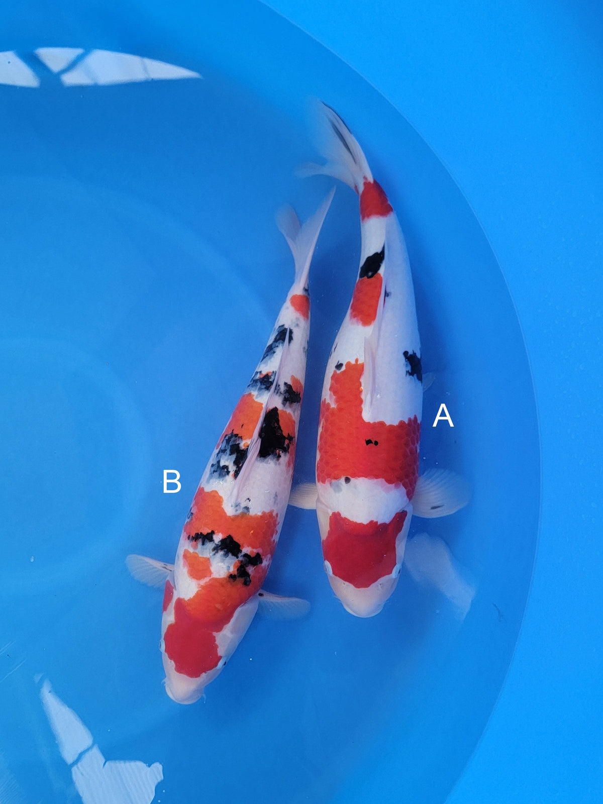 Marusei Sanke koi for sale at ChampKoi