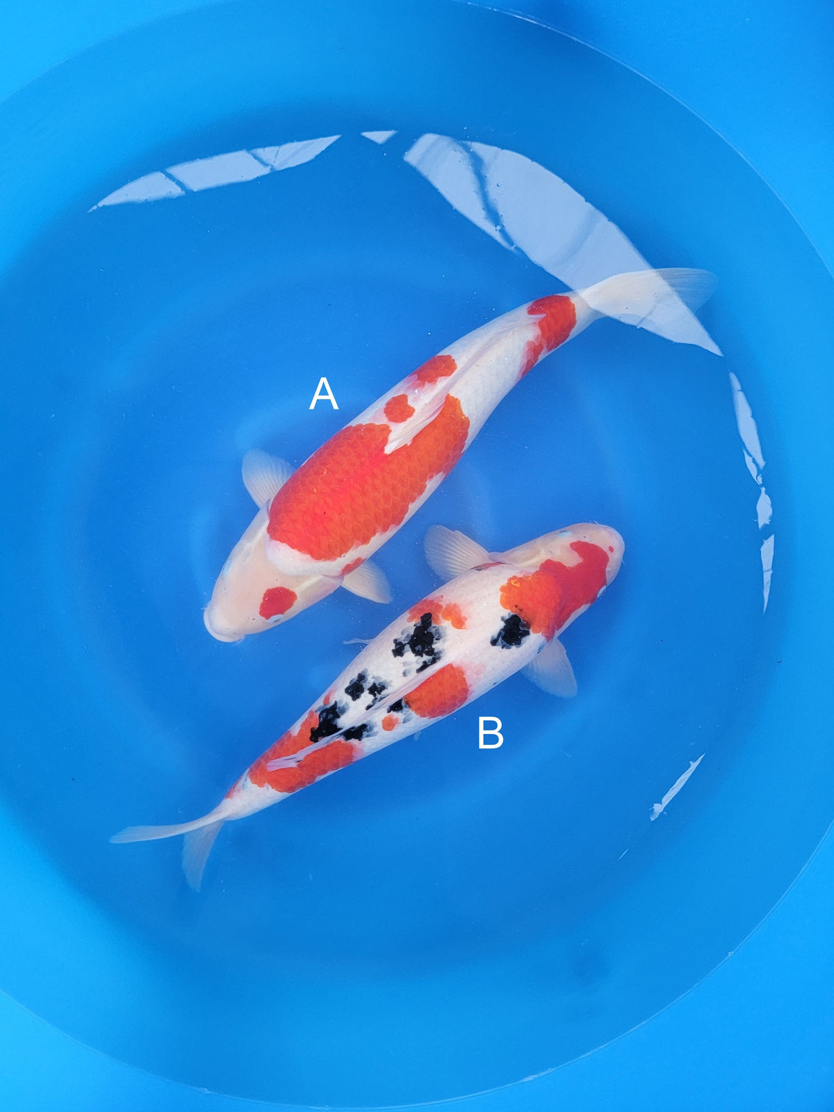 Marusei Kohaku koi for sale at ChampKoi