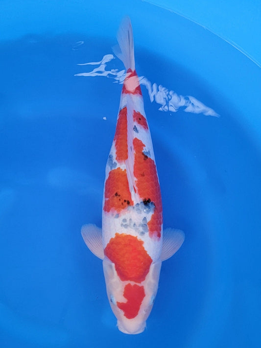Marusei Sanke koi for sale — 56 cm at ChampKoi