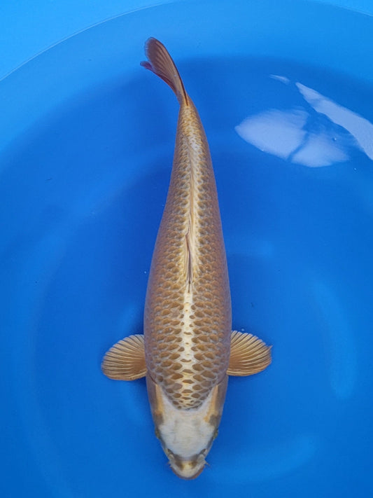 Marusei Mukashi Ogon koi for sale — 59 cm at ChampKoi