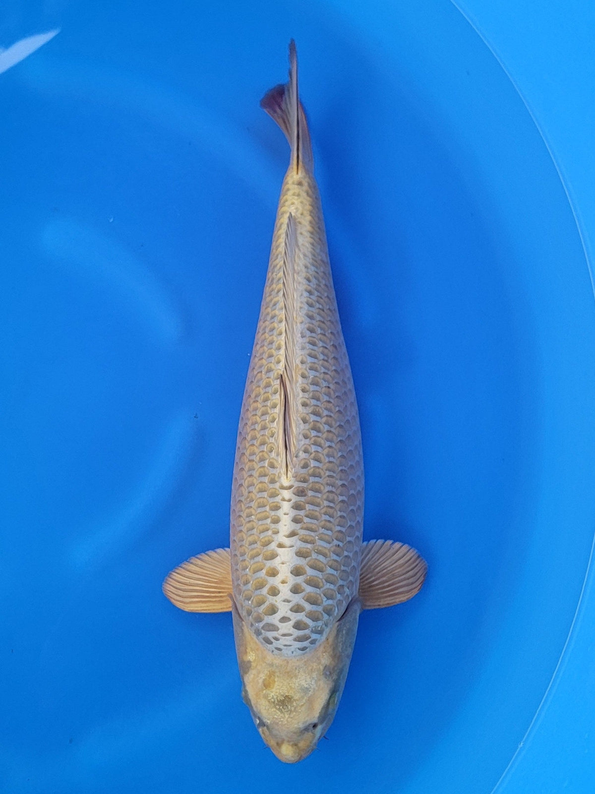 Marusei Mukashi Ogon koi for sale — 57 cm at ChampKoi