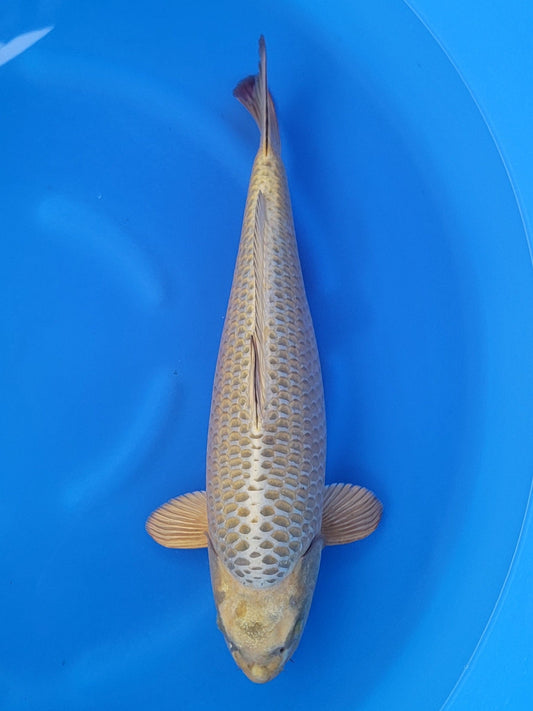 Marusei Mukashi Ogon koi for sale — 57 cm at ChampKoi