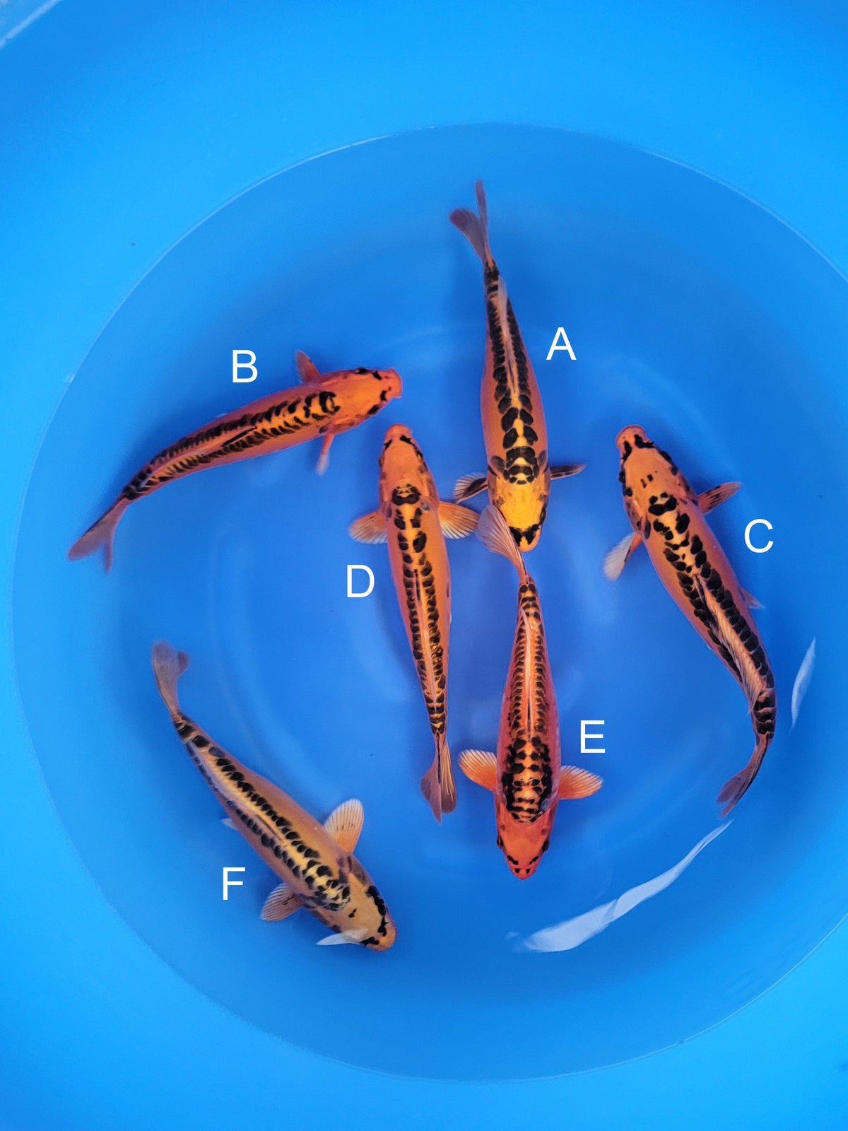 Marusei Doitsu Mizuho Ogon koi for sale — 31-34 cm at ChampKoi