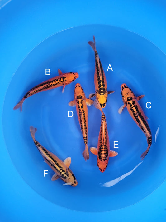 Marusei Doitsu Mizuho Ogon koi for sale — 31-34 cm at ChampKoi