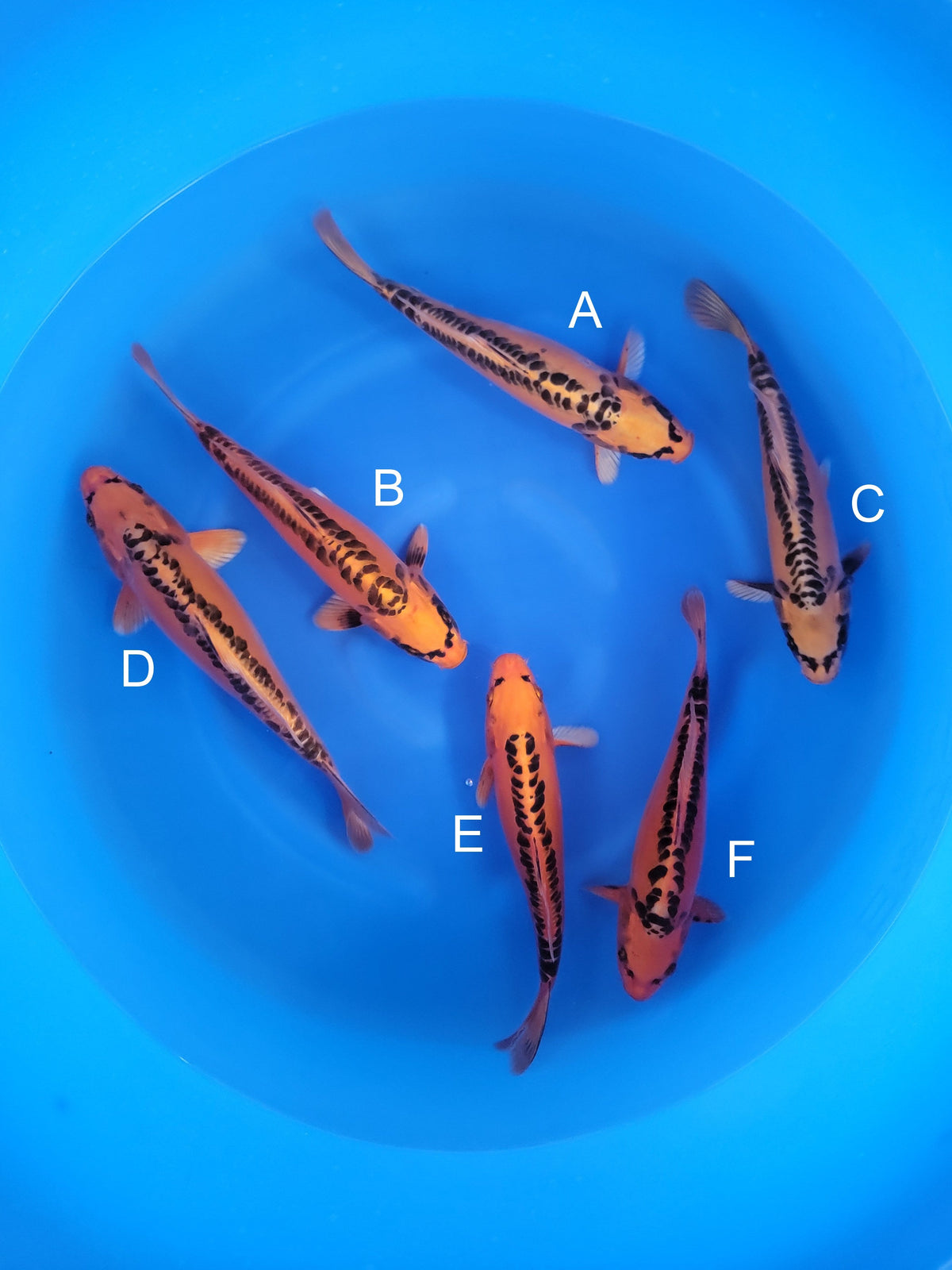 Marusei Doitsu Mizuho Ogon koi for sale — 31-34 cm at ChampKoi