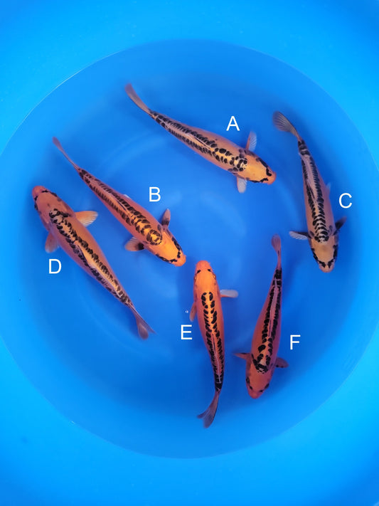 Marusei Doitsu Mizuho Ogon koi for sale — 31-34 cm at ChampKoi