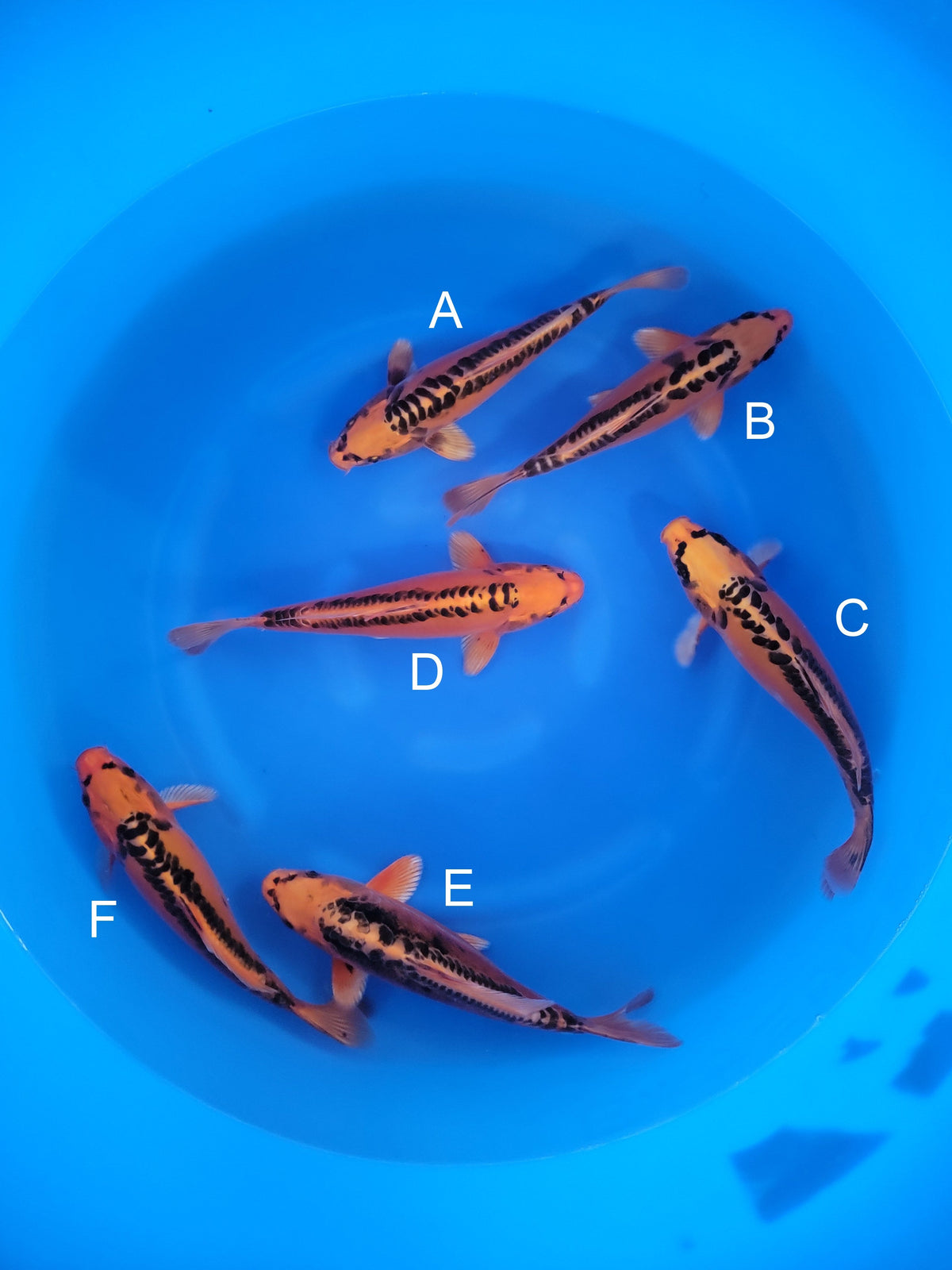 Marusei Doitsu Mizuho Ogon koi for sale — 31-34 cm at ChampKoi