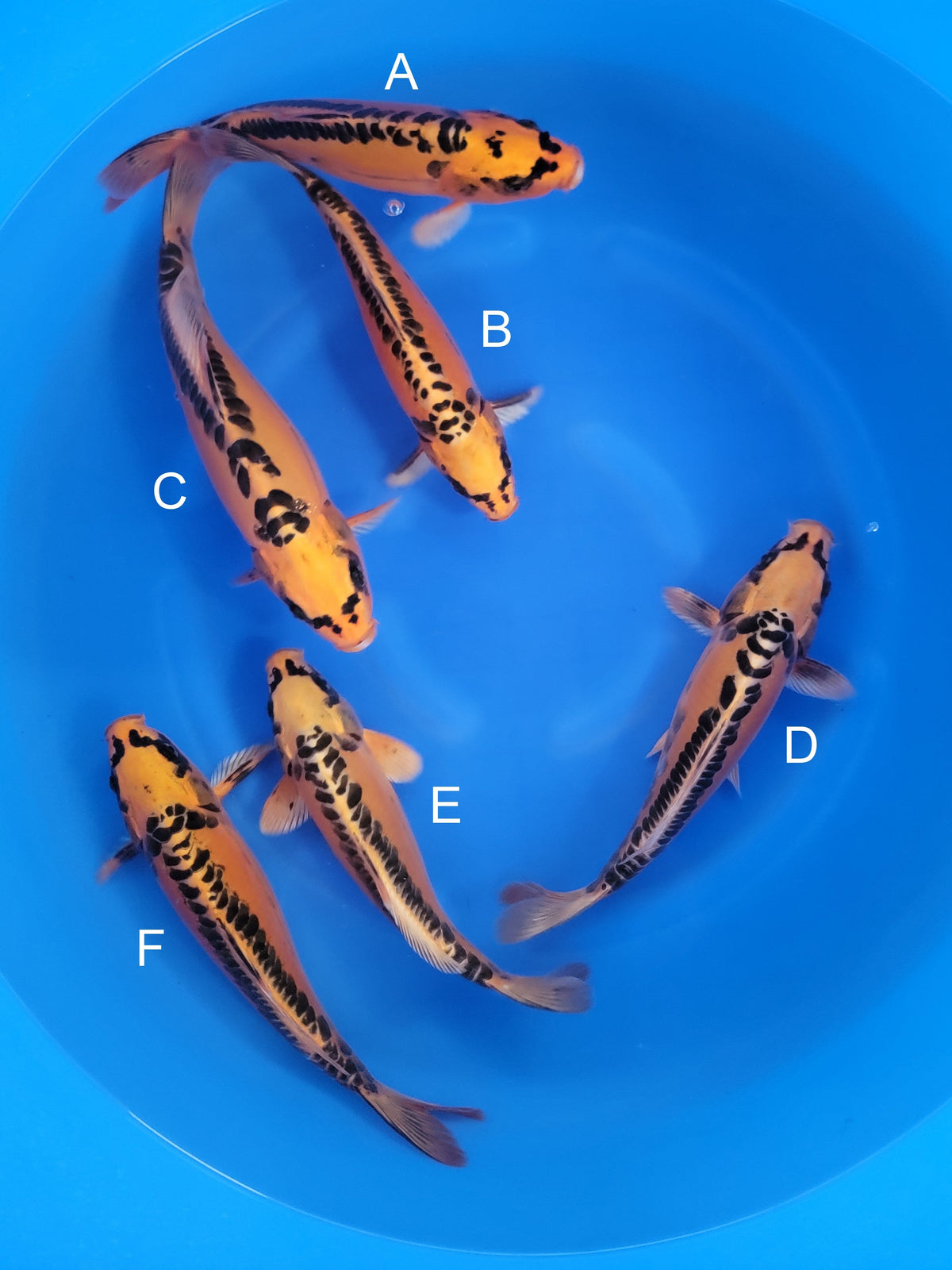 Marusei Doitsu Mizuho Ogon koi for sale — 31-35 cm at ChampKoi
