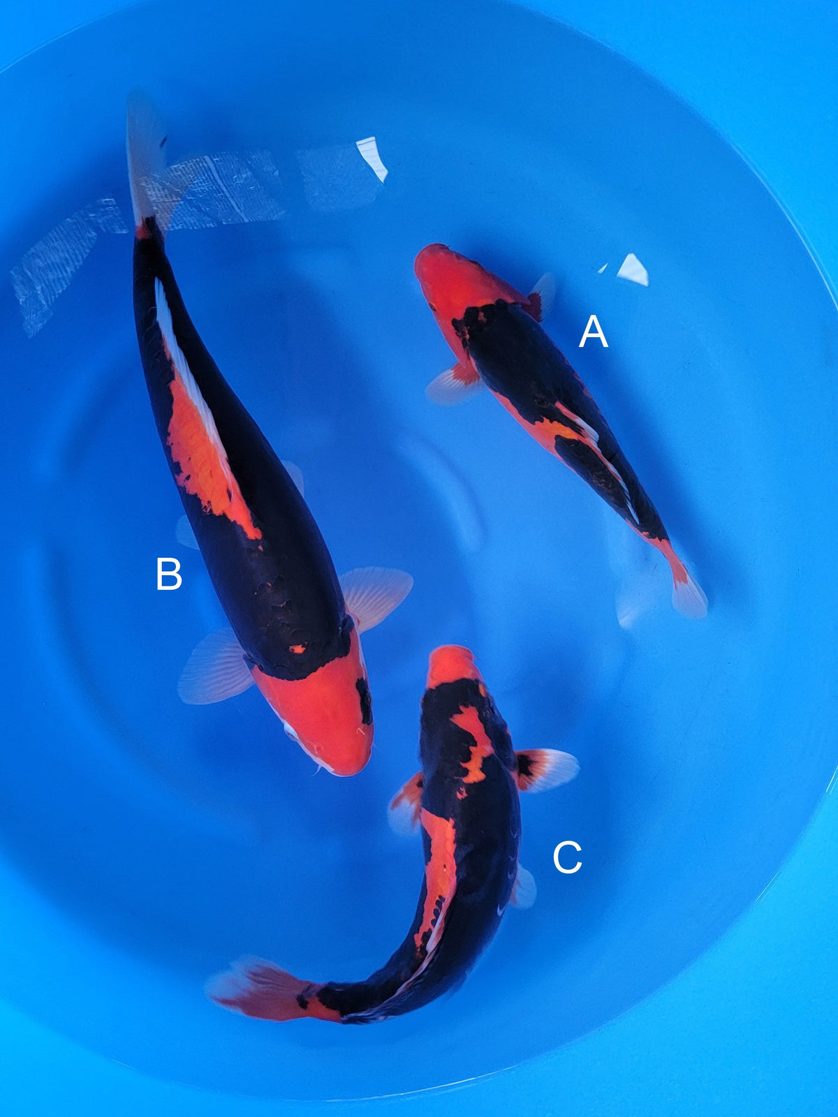 Ozumi Ikarashi Doitsu Beni Kumonryu koi for sale at ChampKoi