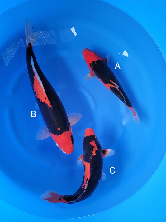 Ozumi Ikarashi Doitsu Beni Kumonryu koi for sale at ChampKoi