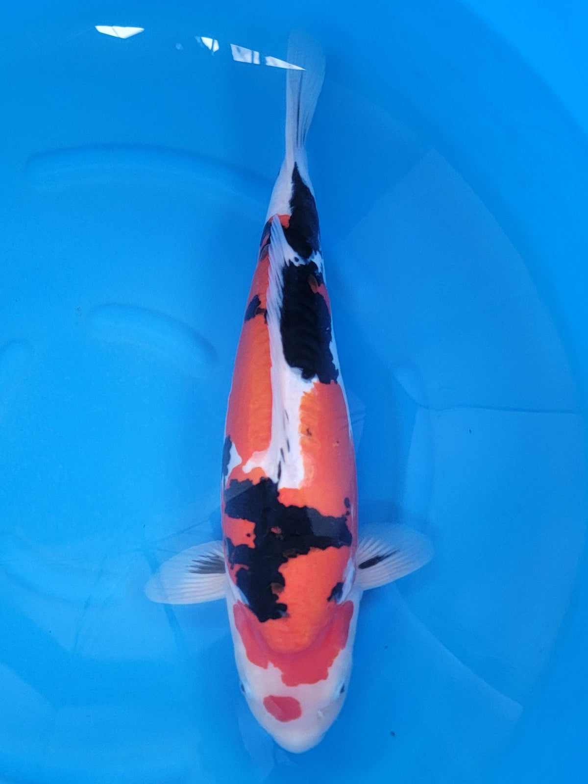 Ozumi Ikarashi Doitsu Showa koi for sale — 48 cm at ChampKoi