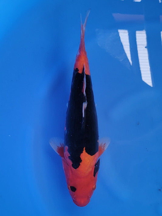 Ozumi Ikarashi Doitsu Beni Kumonryu koi for sale — 30 cm at ChampKoi
